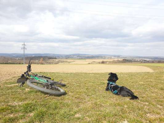 Hundetreffen-Bikejöring-Bild