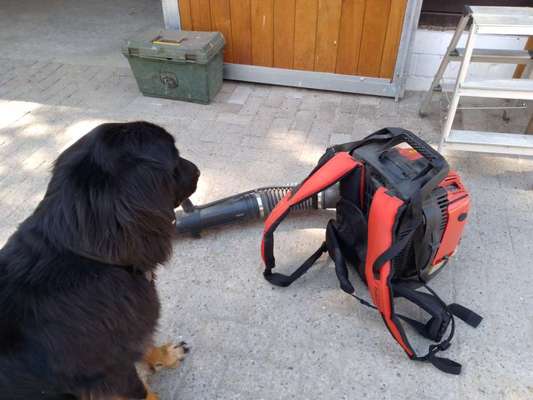 Hovawart-Beitrag-Bild