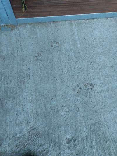 Berührende Hunde Bilder/Videos-Beitrag-Bild