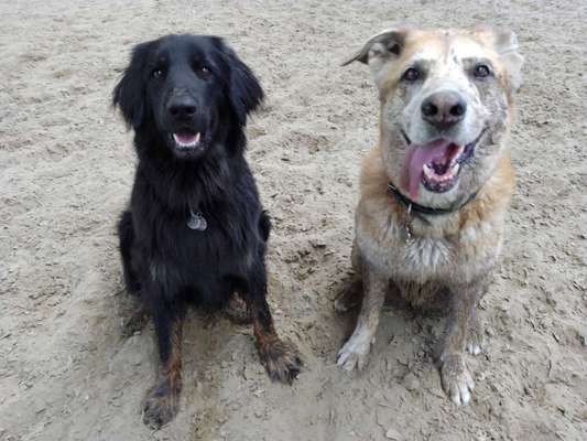 Freddys Kummerkasten-Beitrag-Bild