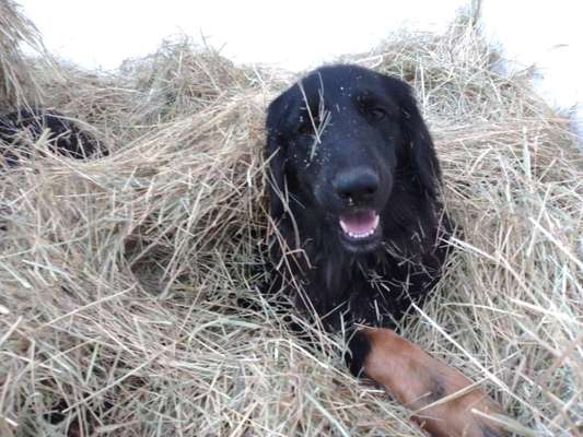 Black dogs are beautiful-Beitrag-Bild