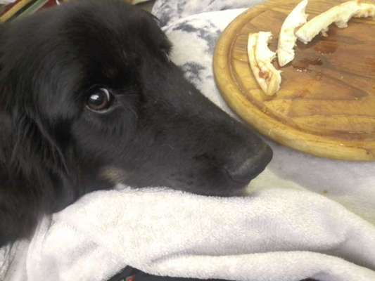 Dogorama Photo Challenge- Aufmerksamkeit bitte!-Beitrag-Bild