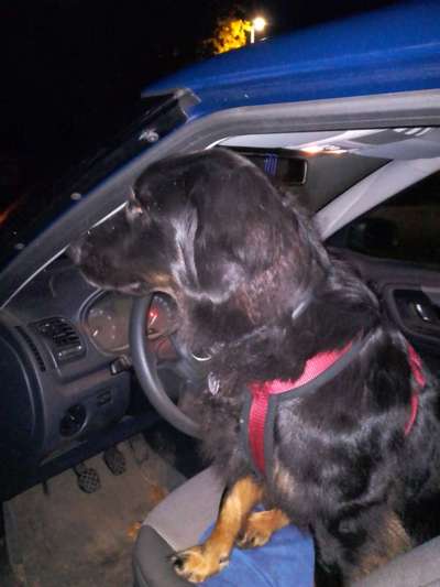 Foto Challenge Thema "Hunde im Auto"-Beitrag-Bild