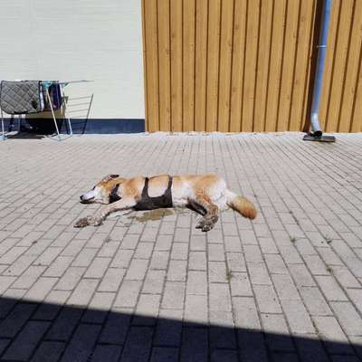 Panikgeschirr gesucht-Beitrag-Bild