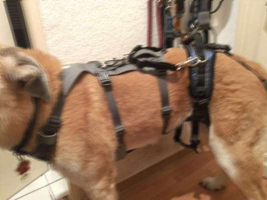 Fahrstuhl ausser Betrieb - Hund mit Arthrose-Beitrag-Bild