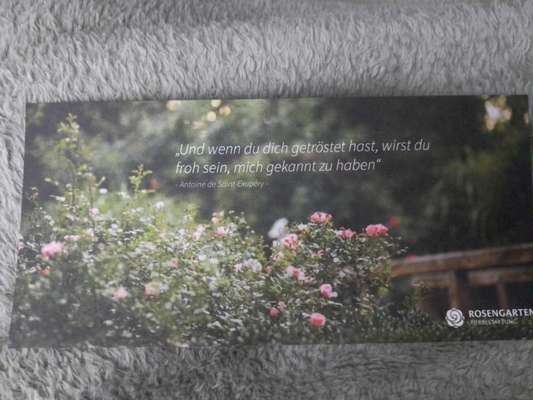 Berührende Hunde Bilder/Videos-Beitrag-Bild