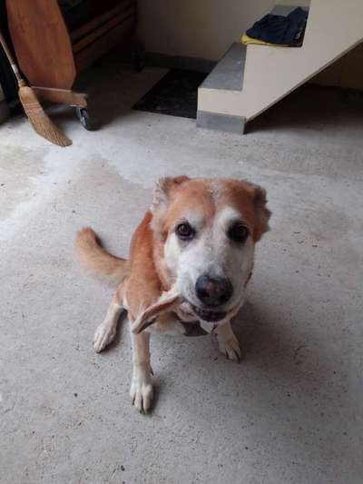 Hunde Memes-Beitrag-Bild