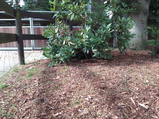 Dogorama Photo Challenge - Versteckspiel-Beitrag-Bild