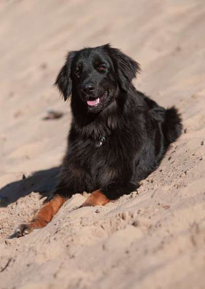 Black dogs are beautiful-Beitrag-Bild