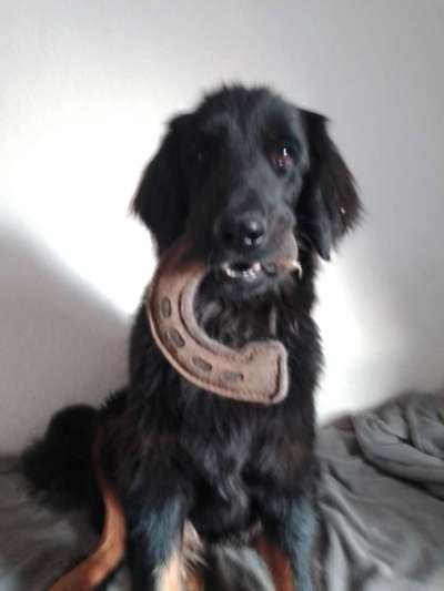 Black dogs are beautiful-Beitrag-Bild