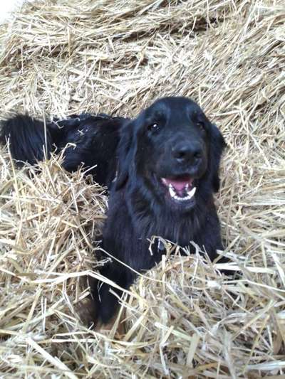 Hovawart-Beitrag-Bild