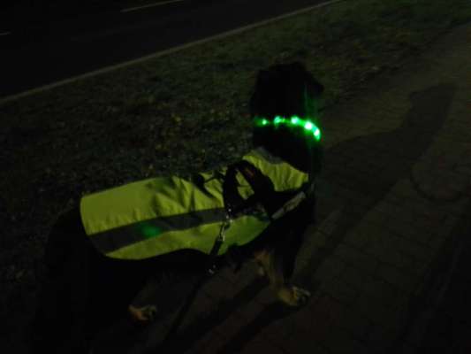 Beleuchtung beim Gassigang-Beitrag-Bild