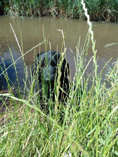 5. Hund im hohen Gras-Beitrag-Bild