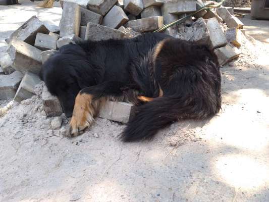 Foto Challenge 112 
ungewöhnliche Schlafplätze-Beitrag-Bild