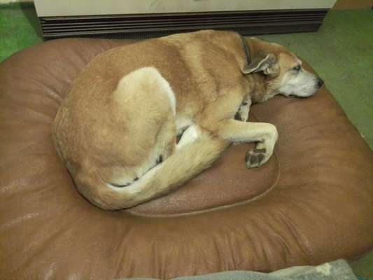 Orthopädisches Hundebett-Beitrag-Bild