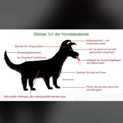 Hunde Memes-Beitrag-Bild