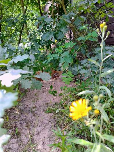 Freddys Kummerkasten-Beitrag-Bild