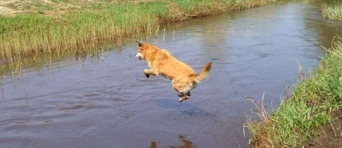 61. Handyfotochallenge - der springende Hund-Beitrag-Bild