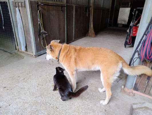 Freddys Kummerkasten-Beitrag-Bild