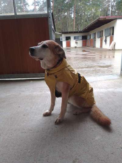 Womit Hundemantel imprägnieren?-Beitrag-Bild