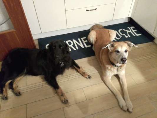 Lieblingsrasse und was man hat.-Beitrag-Bild