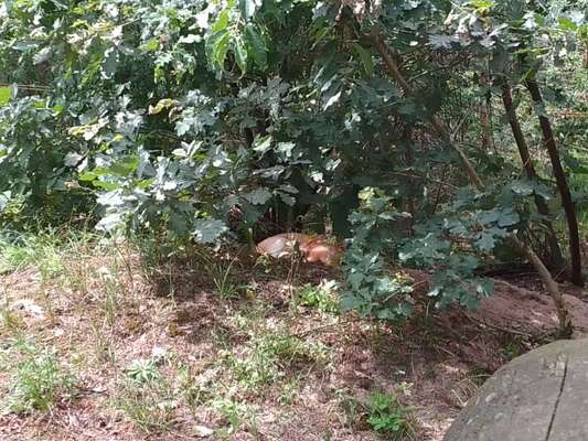 Dogorama Photo Challenge - Versteckspiel-Beitrag-Bild