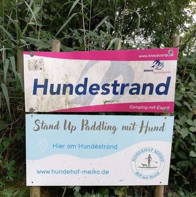 SUP mit Hund-Beitrag-Bild