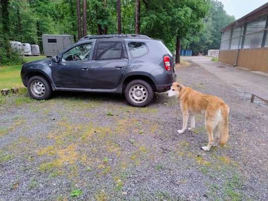 DEIN prefektes Hundeauto-Beitrag-Bild