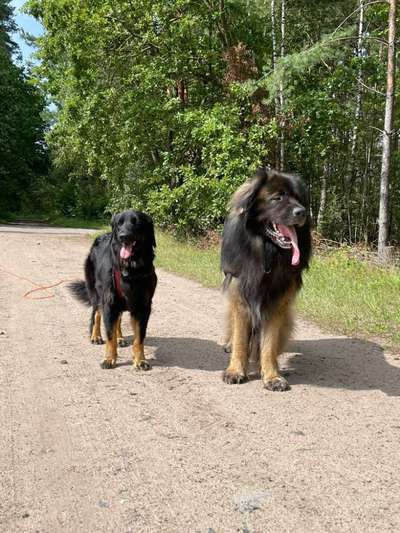 Tongue Out Tuesday-Beitrag-Bild