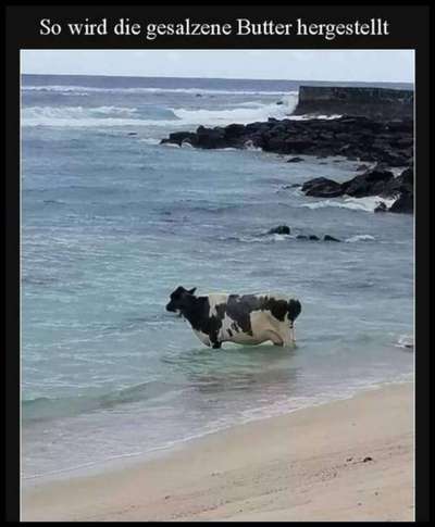 Hunde Memes-Beitrag-Bild