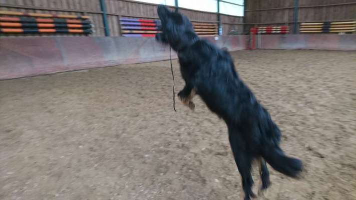 61. Handyfotochallenge - der springende Hund-Beitrag-Bild