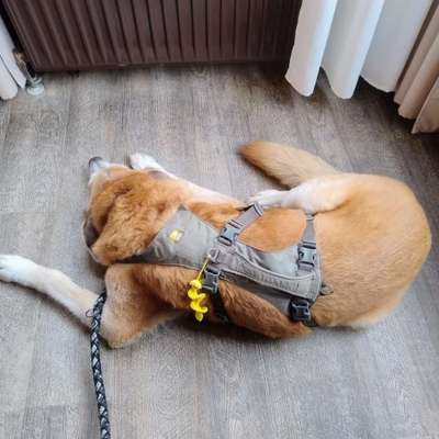 Panikgeschirr gesucht-Beitrag-Bild