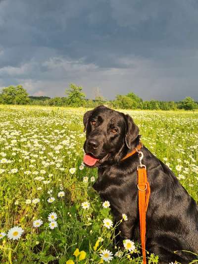 Die Dogorama Kalender Challenge Teil 3/4-Beitrag-Bild