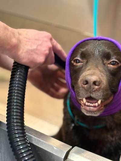 %{de_profession_title}-Hunde Waschanlage-Bild