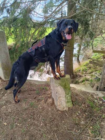 Hundetreffen-Gemeinsame Gassirunden-Bild