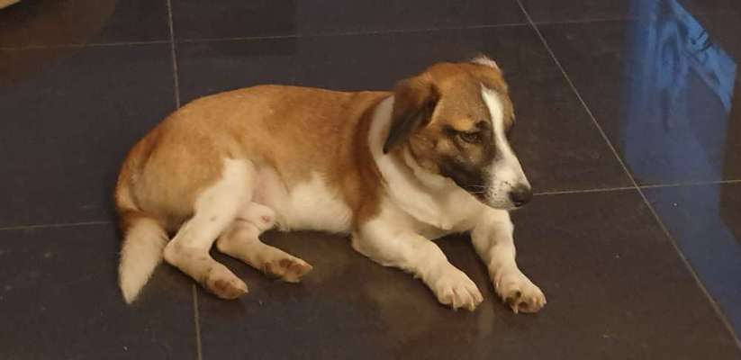 Auslandstierschutz-Beitrag-Bild