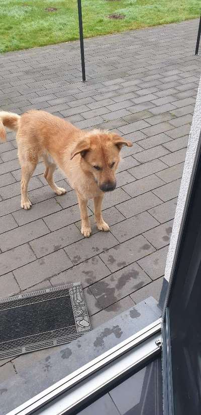 Auslandstierschutz-Beitrag-Bild