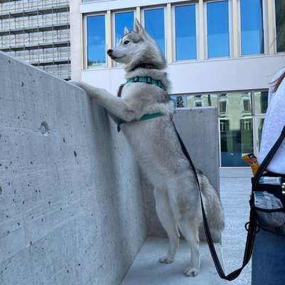 Hundetreffen-Social Walk, nach kennenlernen auch mal Playdate-Bild