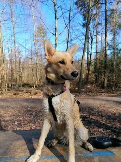 Hunde vom Tierschutzverein 🐕♥️-Beitrag-Bild