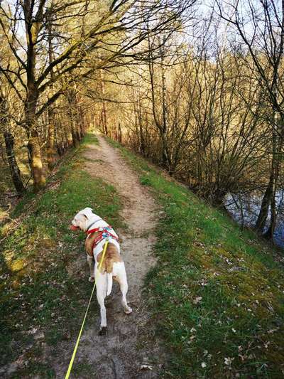 Hundetreffen-Gemeinsam spazieren oder spielen-Bild