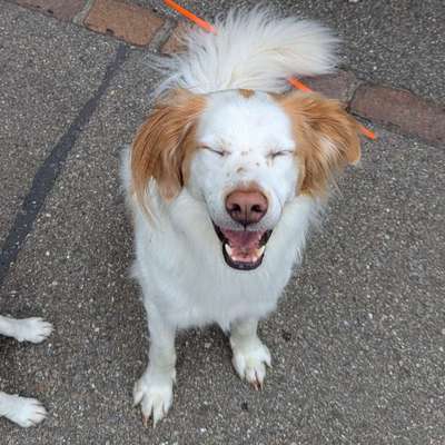 Hundetreffen-Gemeinsam spazieren in Natur oder Stadt als Übung-Bild