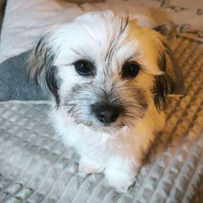 Mischlinge raten - Rätselspaß-Beitrag-Bild