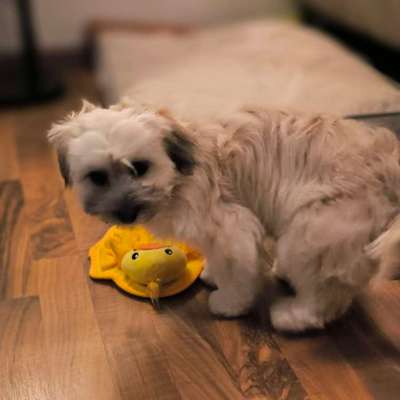 Mischlinge raten - Rätselspaß-Beitrag-Bild