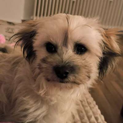 Mischlinge raten - Rätselspaß-Beitrag-Bild