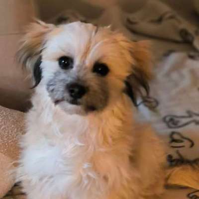 Mischlinge raten - Rätselspaß-Beitrag-Bild