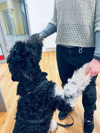 🐶 Sind Bürohunde jetzt VERBOTEN?! 😱-Beitrag-Bild