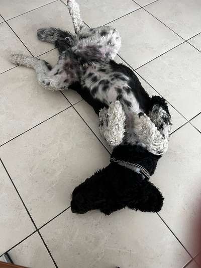 🩸🐾 Blut spenden? Ja. Aber bitte nicht mein Hund.-Beitrag-Bild