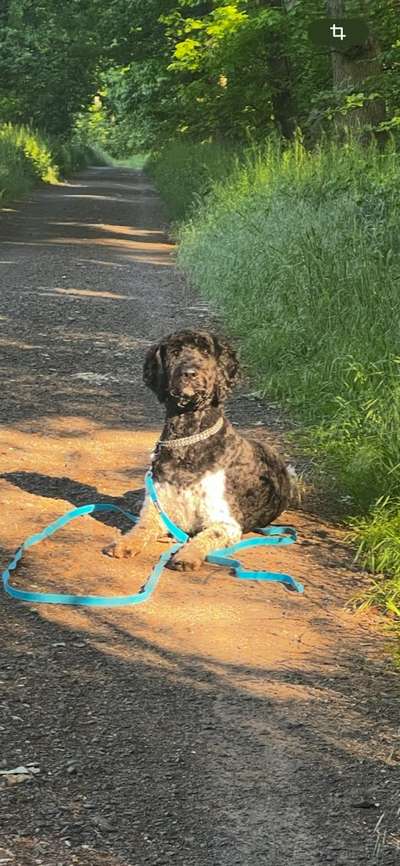 🩸🐾 Blut spenden? Ja. Aber bitte nicht mein Hund.-Beitrag-Bild