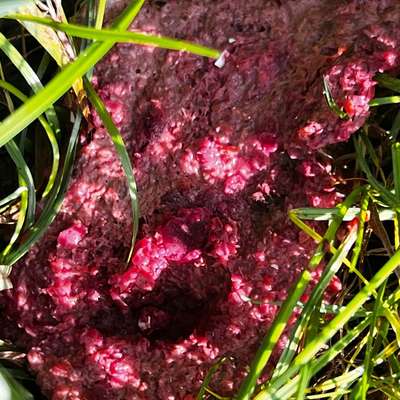 Giftköder-Fleischstück evtl. Giftköder-Bild