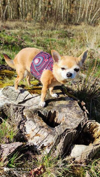 Selbstgemachte Artikel für Hunde-Beitrag-Bild